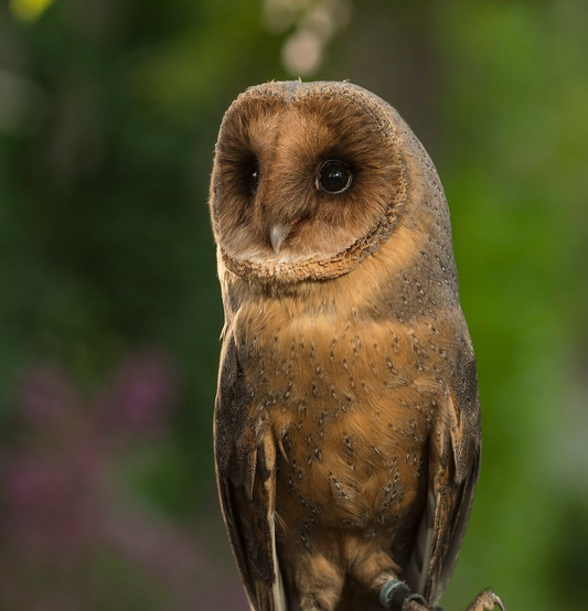 CEDAR FEMALE MELANISTIC BARN OWL (1 YEAR)