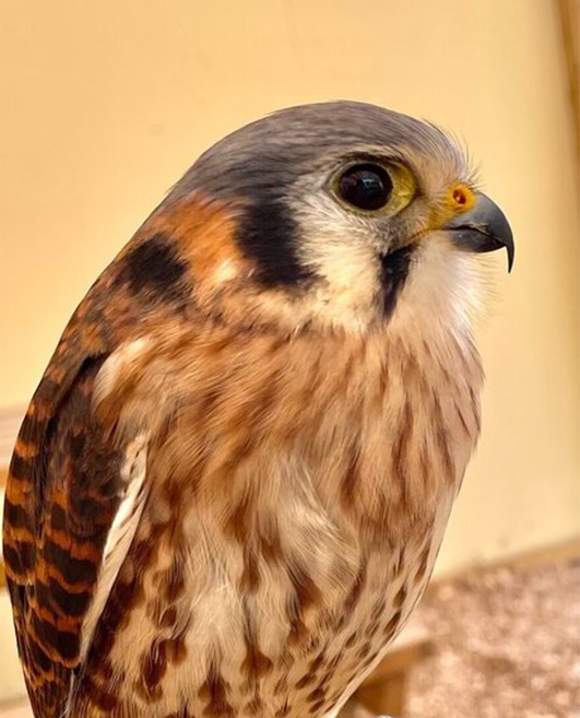 IMP FEMALE AMERICAN KESTREL (1 YEAR)