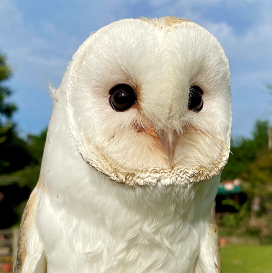 CASPER  MALE BARN OWL (1 YEAR)