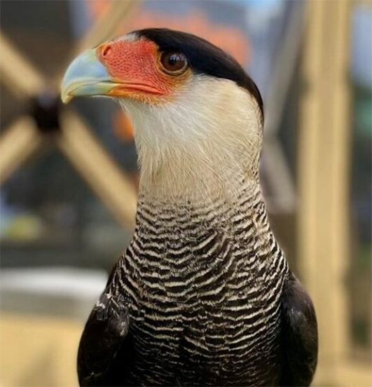 COCO FEMALE CRESTED CARACARA (1 YEAR)