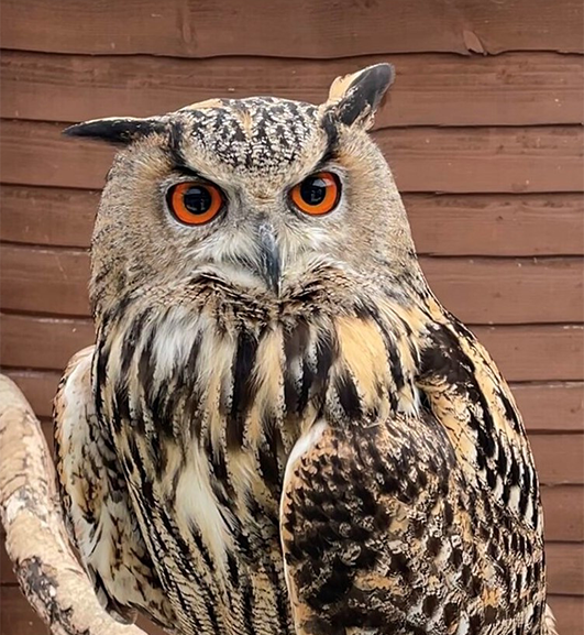 LOKI MALE EURASIAN EAGLE OWL (1 YEAR)