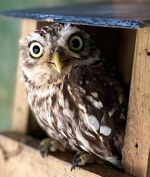 DO WOT FEMALE LITTLE OWL (1 YEAR)