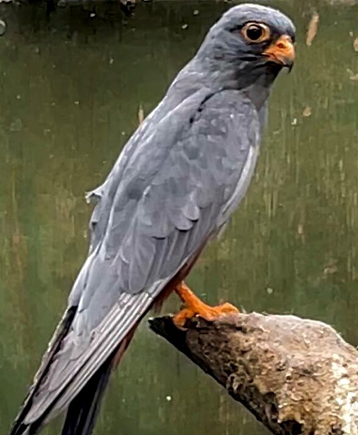 SPRITE MALE RED FOOTED FALCON (1 YEAR)