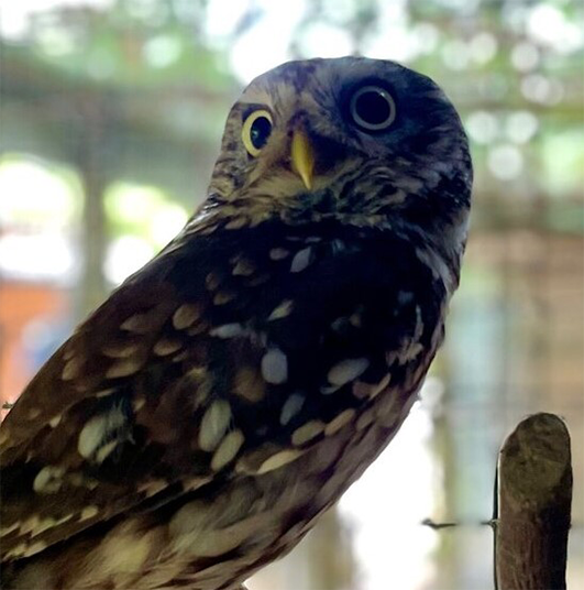 DO LITTLE MALE LITTLE OWL (1 YEAR)