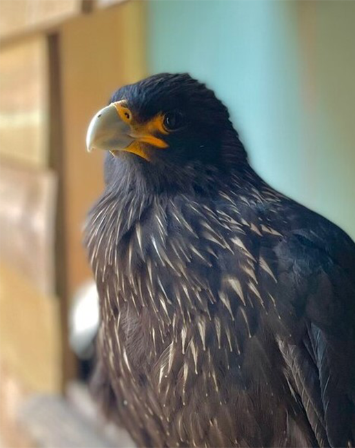 SHADOW MALE STRIATED CARACARA (1 YEAR)