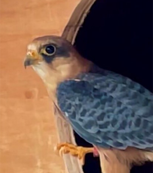 FANTA FEMALE RED FOOTED FALCON (1 YEAR)