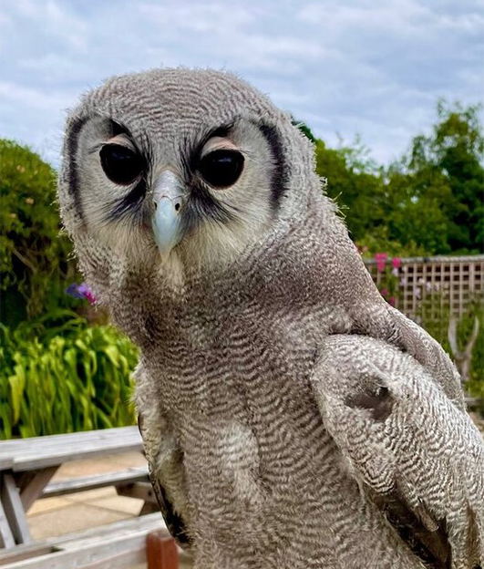 FRODO MALE VERREAUX'S EAGLE OWL (1 YEAR)