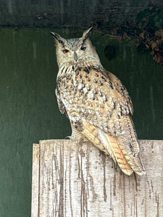 MOWGLI MALE SIBERIAN EAGLE OWL (1 YEAR)