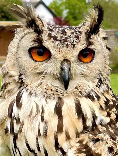 BANDA FEMALE INDIAN EAGLE OWL (1 YEAR)