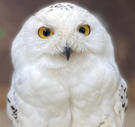 POLARIS MALE SNOWY OWL (1 YEAR)