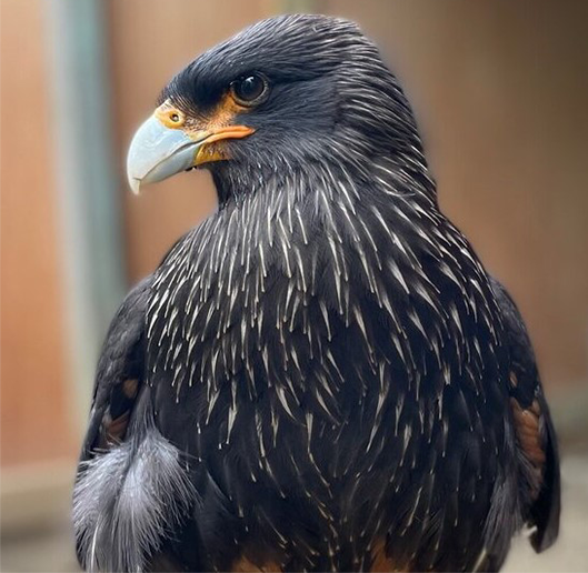 EBONY FEMALE STRIATED CARACARA (1 YEAR)