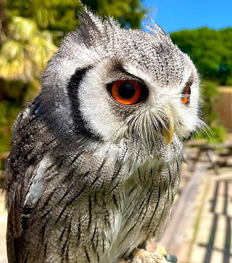 TOPAZ MALE NORTHERN WHITE FACED OWL (1 YEAR)