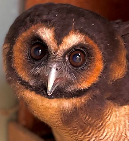 BULU MALE ASIAN WOOD OWL (1 YEAR)