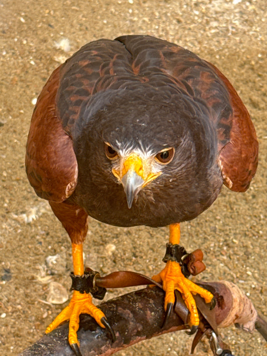 DAVE MALE HARRIS HAWK (1 YEAR)