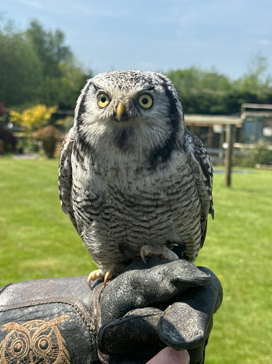 REBEL MALE NORTHERN HAWK OWL (1 YEAR)