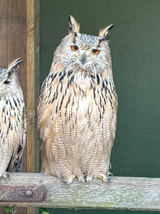 LITTLE MO FEMALE SIBERIAN EAGLE OWL (1 YEAR)