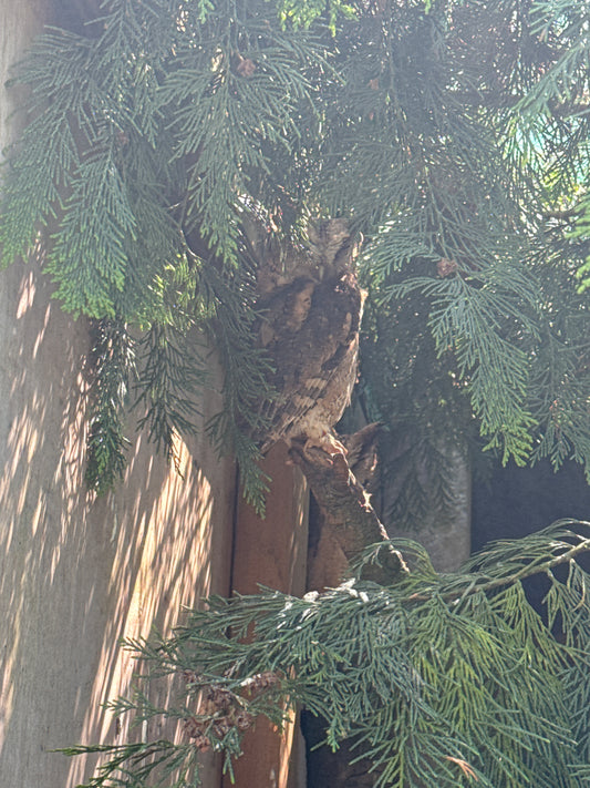 NUTMEG FEMALE INDIAN SCOPS OWL  (1 YEAR)