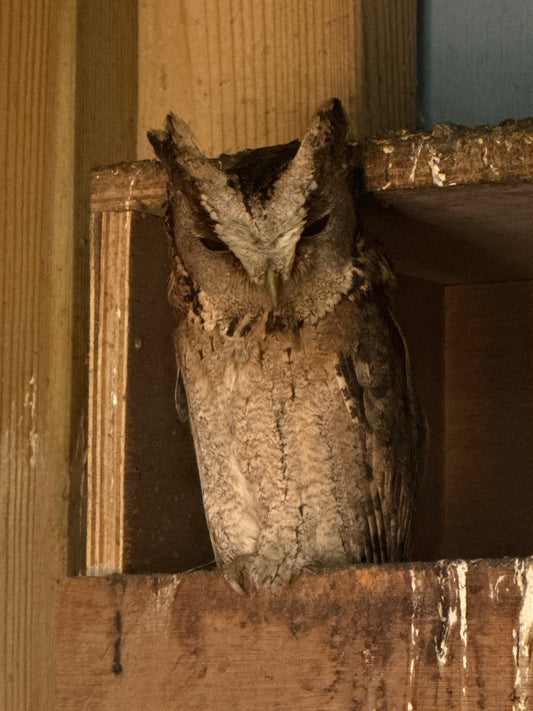 SAFFRON FEMALE INDIAN SCOPS OWL  (1 YEAR)