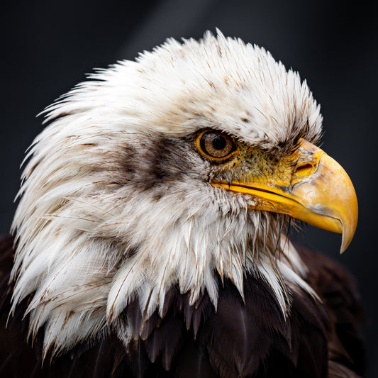 DAKOTA MALE BALD EAGLE (1 YEAR)