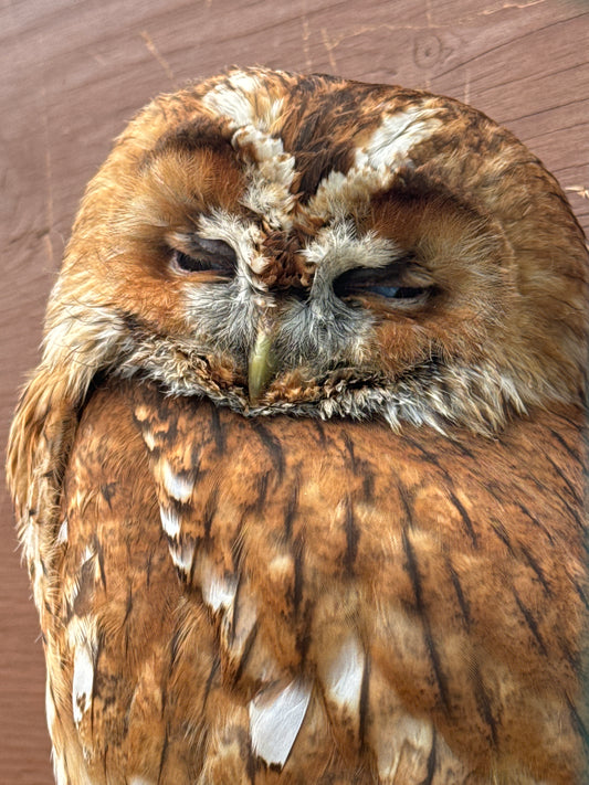 ECHO MALE TAWNY OWL (1 YEAR)