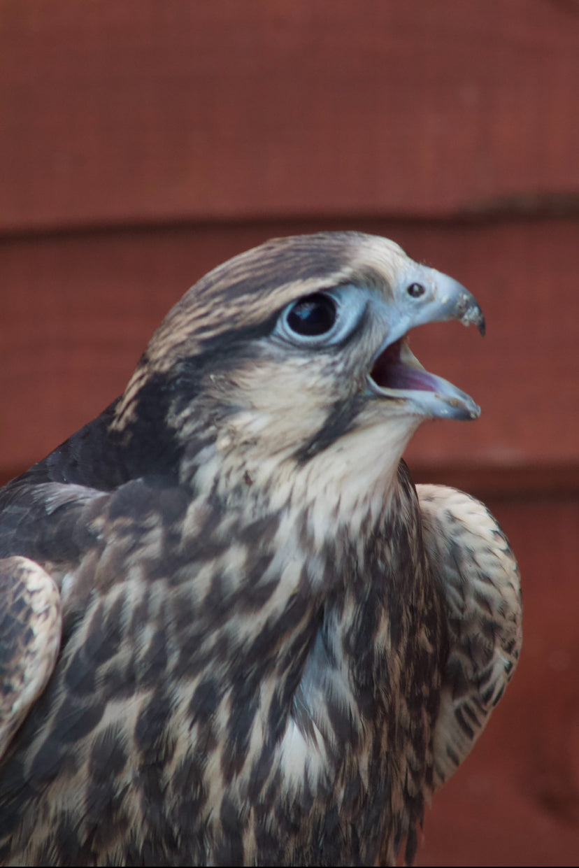 CAESAR MALE LANNER FALCON (1 YEAR)