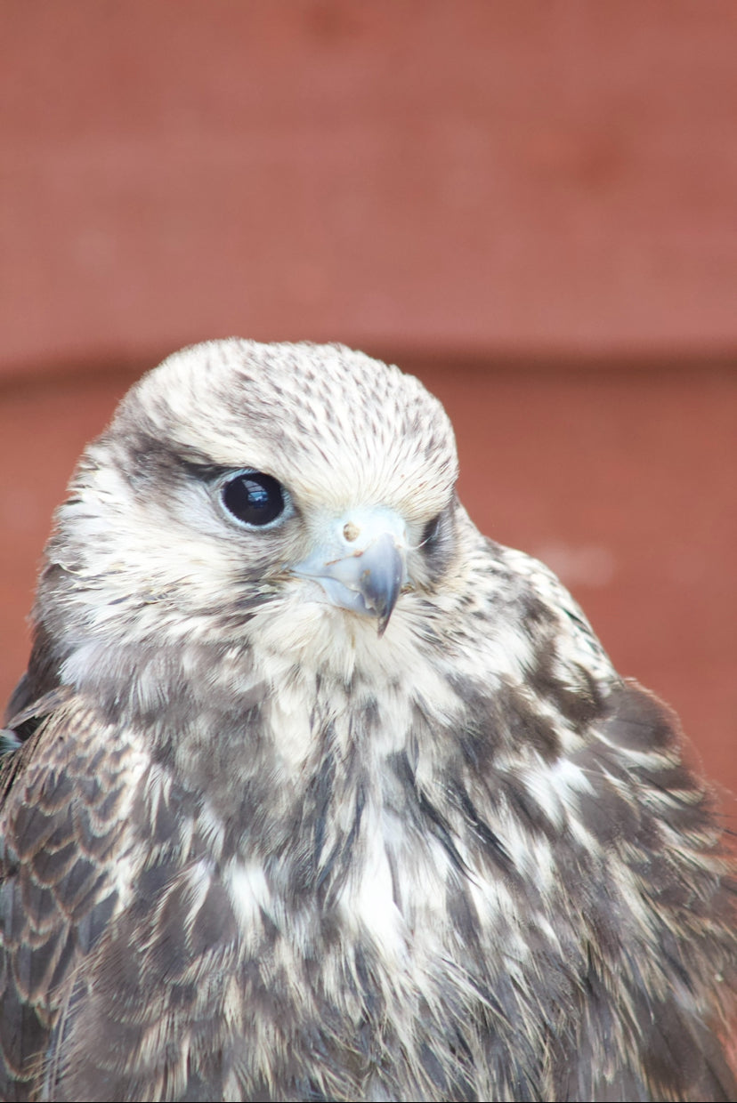 TALLULAH FEMALE LUGGER FALCON (1 YEAR)