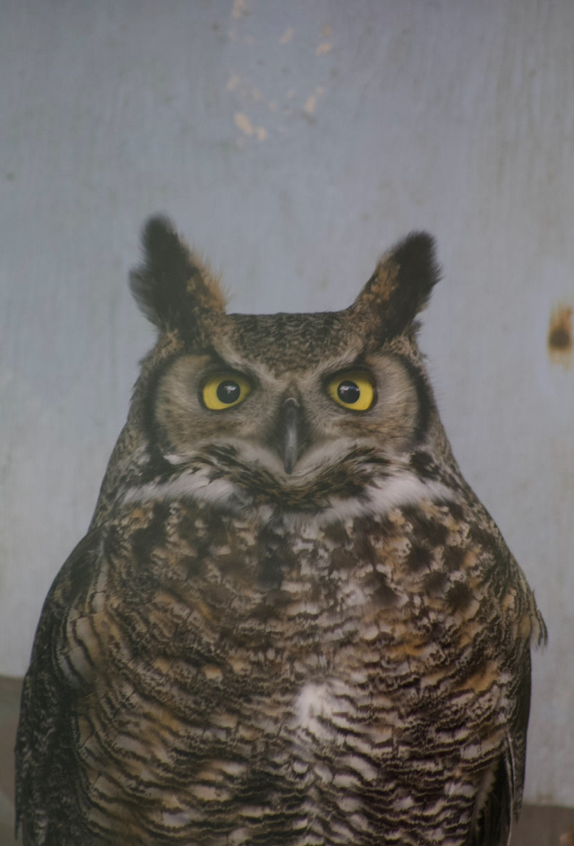 KIWI MALE GREAT HORNED OWL (1 YEAR)