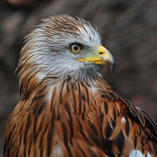 SCARLETT FEMALE RED KITE (1 YEAR)