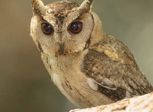 SAGE MALE INDIAN SCOPS OWL  (1 YEAR)