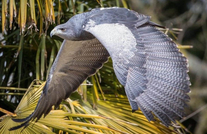 CILLIAN MALE CHILLIAN BLUE EAGLE (1 YEAR)