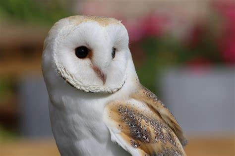 BISCUIT MALE BARN OWL (1 YEAR)