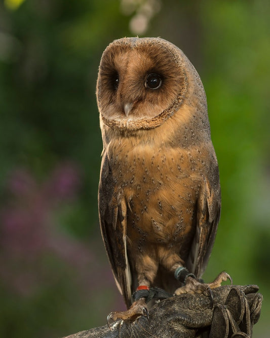 COPPER MALE BARN OWL, COMMON BARN-OWL (MELANISTIC) (1 YEAR)